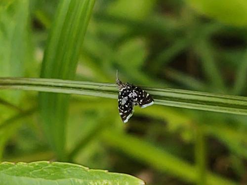 Réf. 290 484 : Prochoreutis myllerana