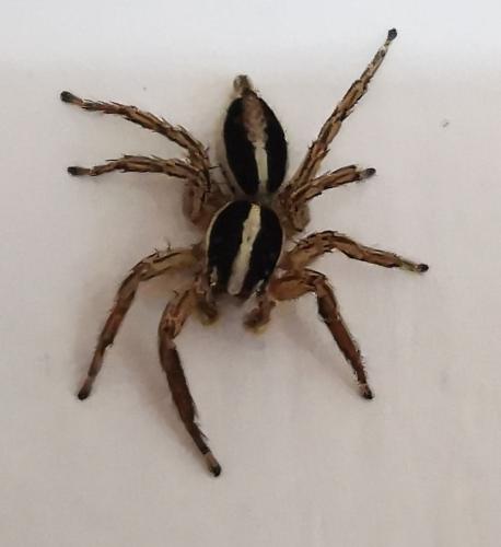 Réf. 290 597 : Plexippus paykulli
