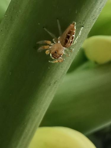Thyene sp.