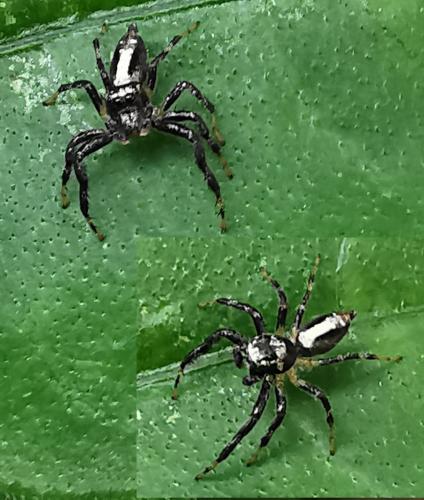 Thyene coccineovittata