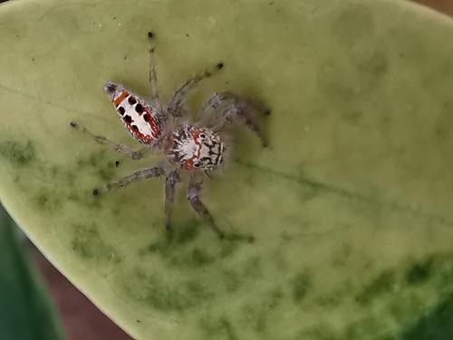 Thyene coccineovittata