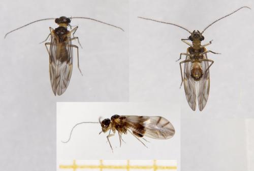Réf. 290 208 : Peripsocus milleri