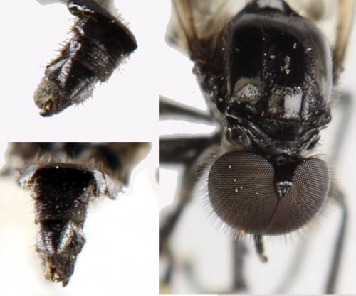 Réf. 290 121 : Dilophus febrilis