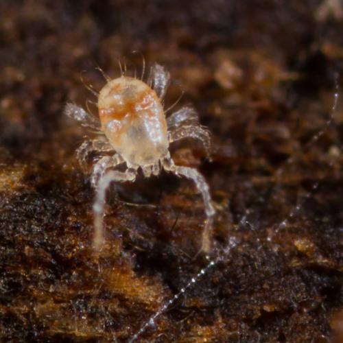 Epicrius sp.