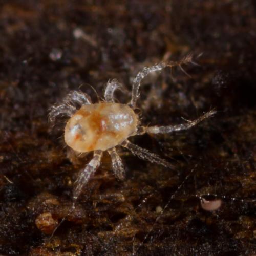 Epicrius sp.