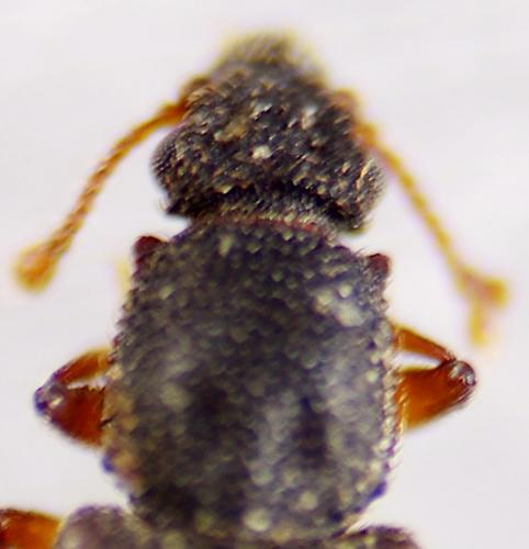 Réf. 290 299 : Monotoma picipes