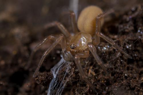 Cicurina cicur