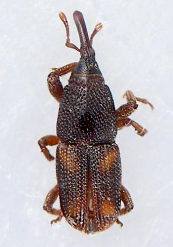 Réf. 290 549 : Sitophilus sp.