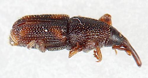 Réf. 290 550 : Sitophilus sp.