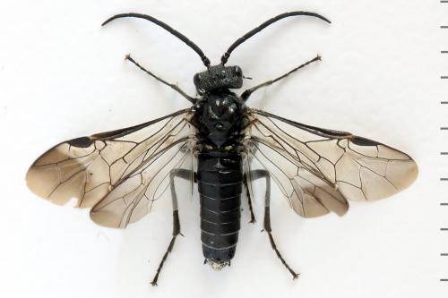 Réf. 290 719 : Dolerus harwoodi