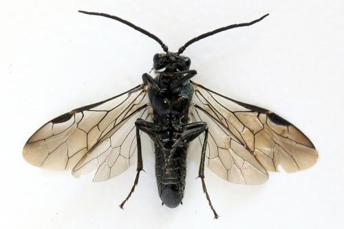 Dolerus harwoodi