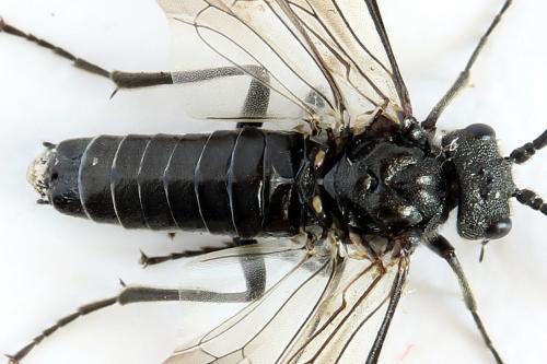 Dolerus harwoodi