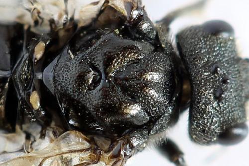 Dolerus harwoodi