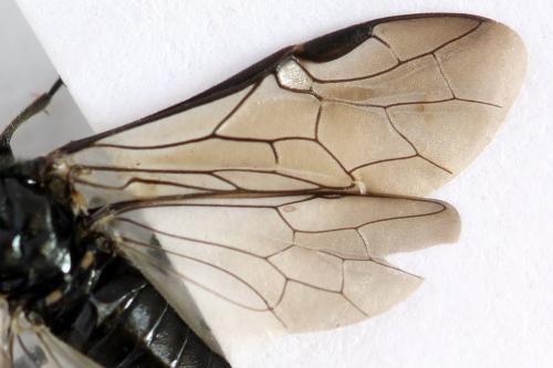 Dolerus harwoodi