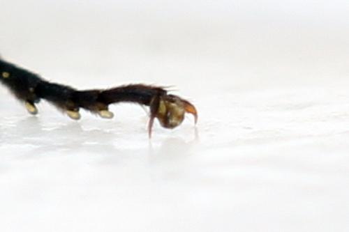 Dolerus harwoodi