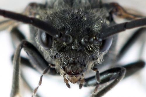 Dolerus harwoodi