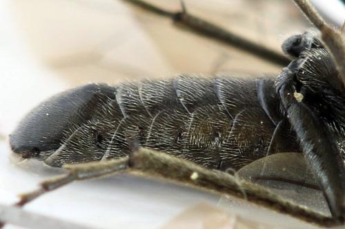 Dolerus harwoodi