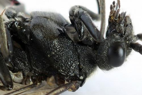 Dolerus harwoodi