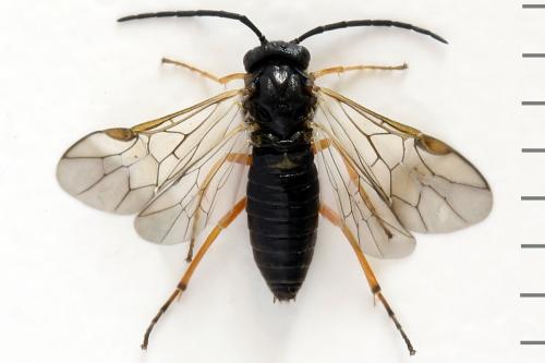 Réf. 290 754 : Pristiphora aphantoneura