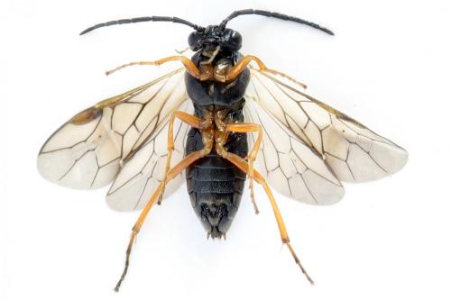 Réf. 290 755 : Pristiphora aphantoneura