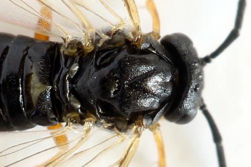 Réf. 290 757 : Pristiphora aphantoneura