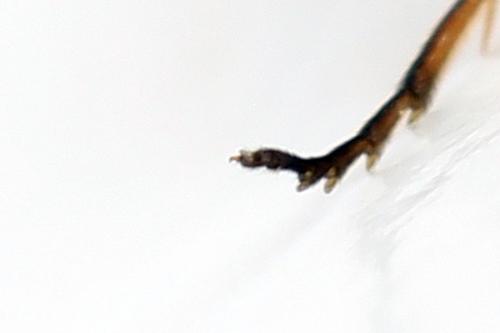 Réf. 290 761 : Pristiphora aphantoneura