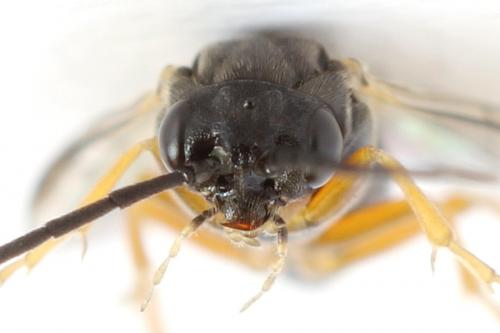 Réf. 290 762 : Pristiphora aphantoneura