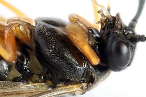 Réf. 290 765 : Pristiphora aphantoneura