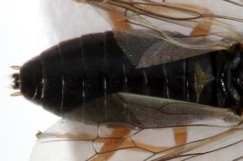 Réf. 290 766 : Pristiphora aphantoneura