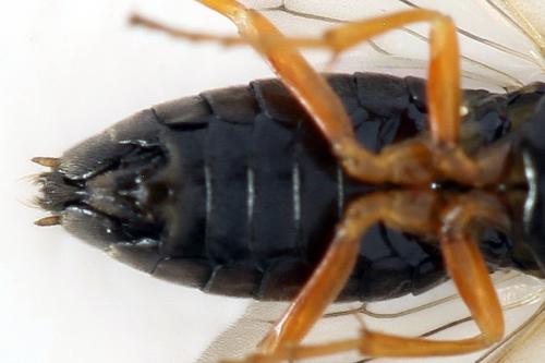 Réf. 290 767 : Pristiphora aphantoneura