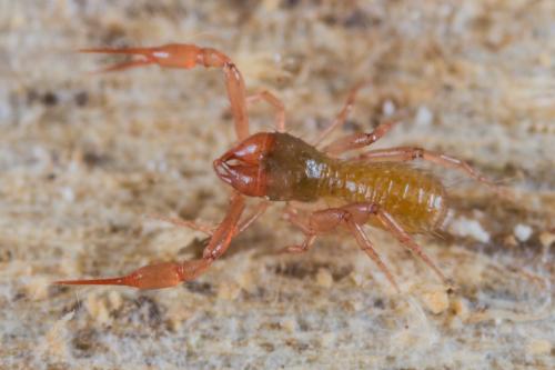 Chthonius ischnocheles