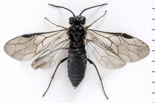 Empria alector