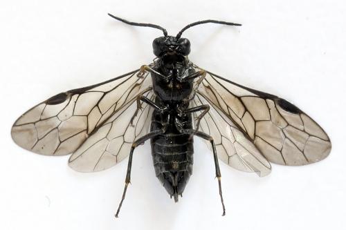 Empria alector