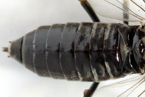 Empria alector