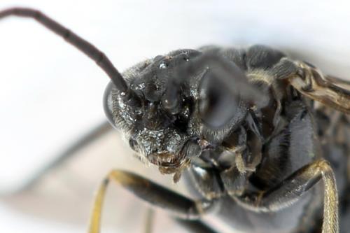 Empria alector