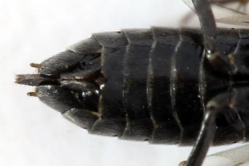 Empria alector