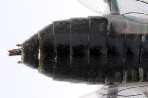 Empria alector