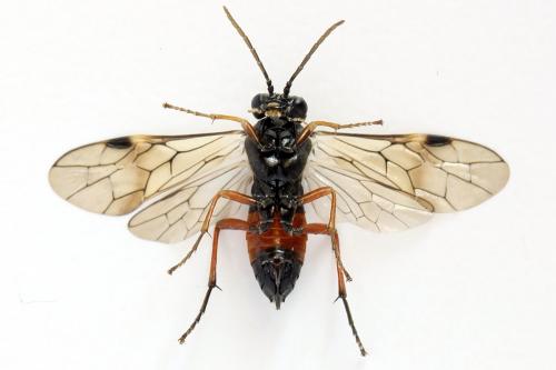 Aglaostigma aucupariae