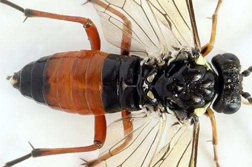 Réf. 290 842 : Aglaostigma aucupariae