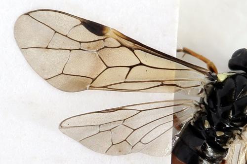 Aglaostigma aucupariae