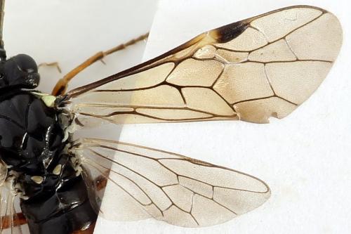 Aglaostigma aucupariae