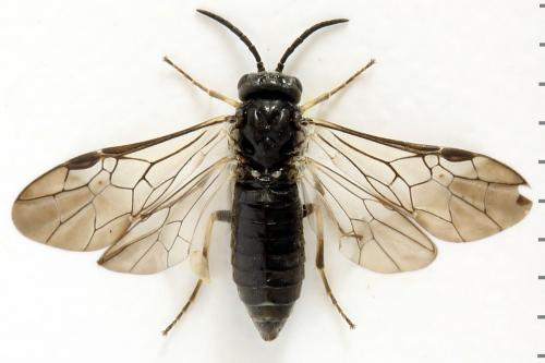 Monardis plana