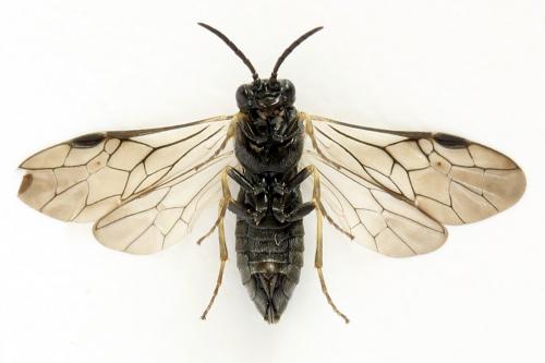 Monardis plana