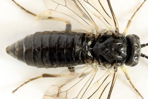 Monardis plana