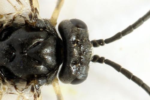 Monardis plana