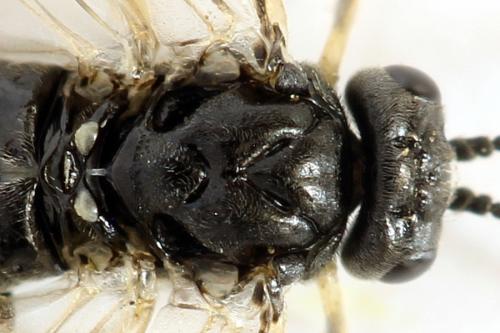 Réf. 290 907 : Monardis plana