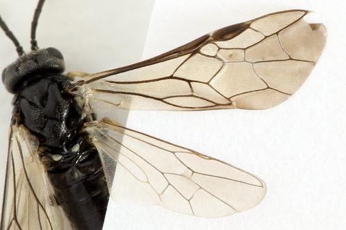 Monardis plana