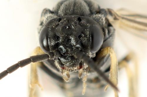 Monardis plana