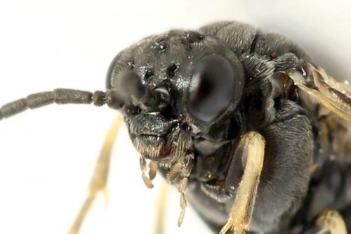 Monardis plana