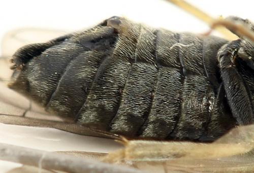 Monardis plana